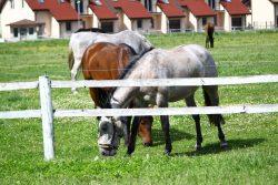 Kumeļi